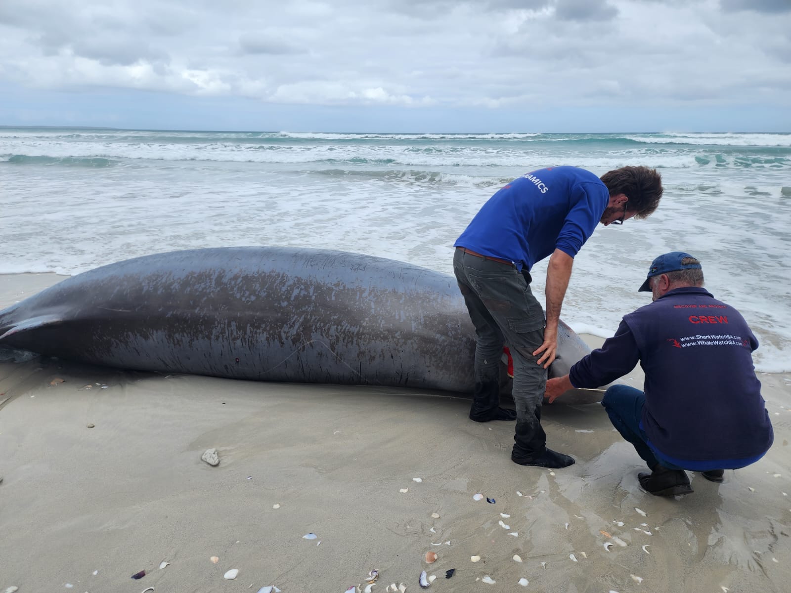 Cuvier's Beaked Whale Crew