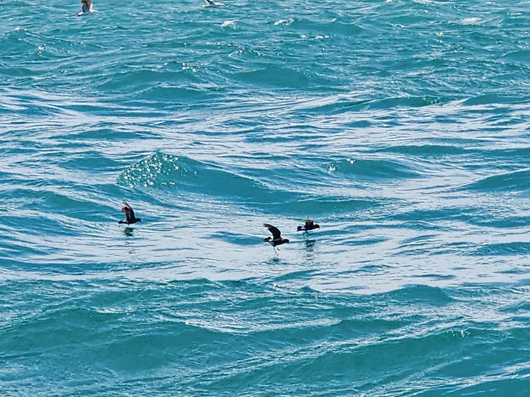 European Stormpetrels