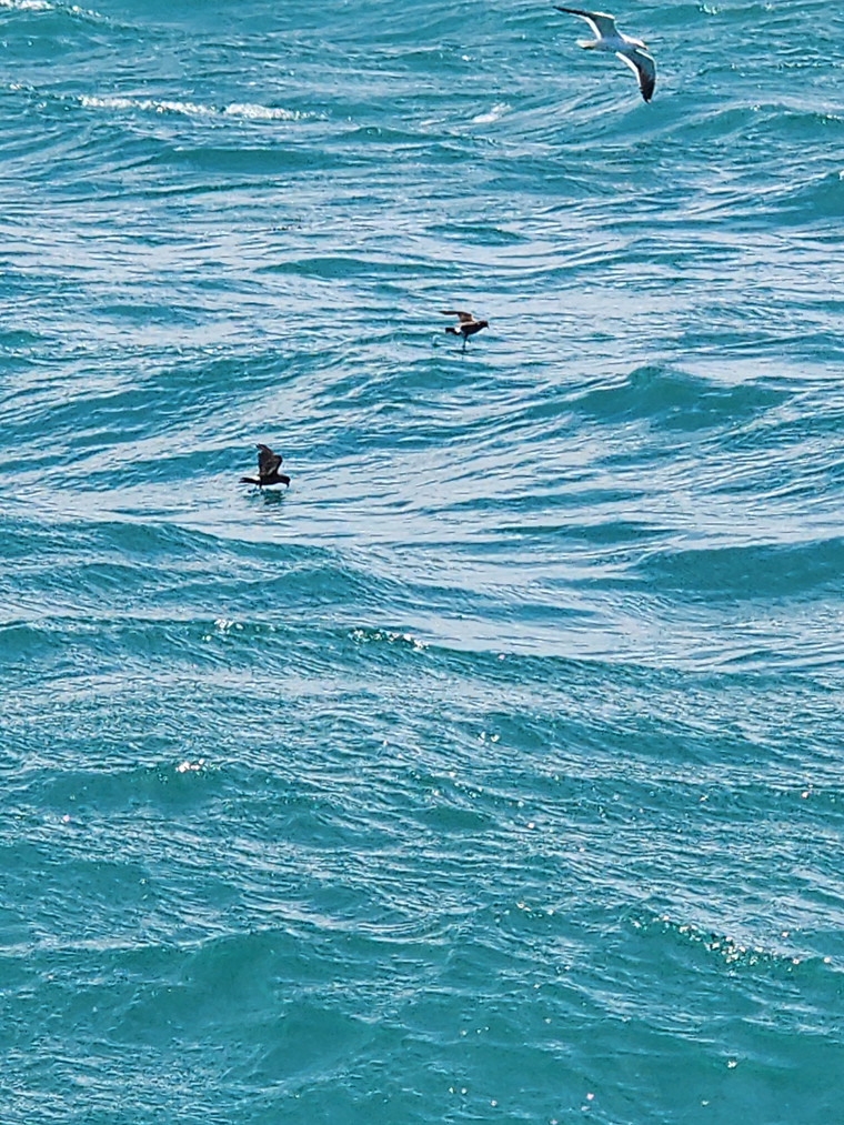 Storm Petrel 2