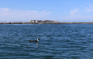 African penguin with Dyer Island in the background