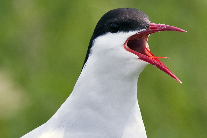 Arctic Tern