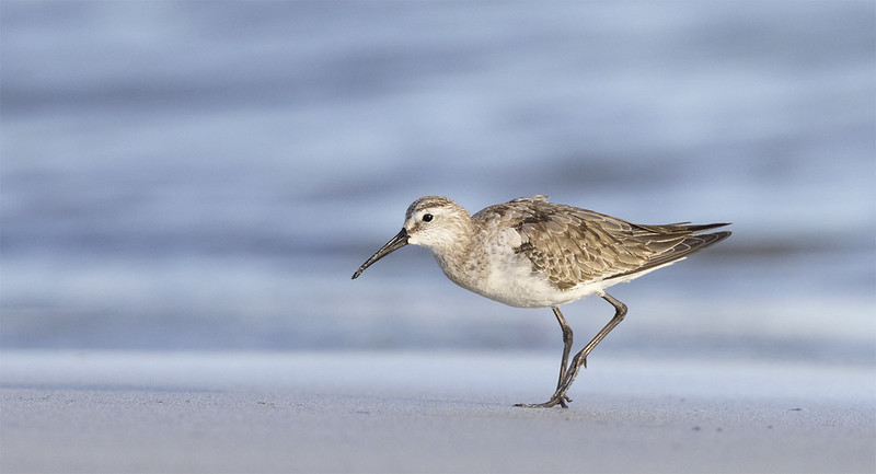 Curlew Sandpiper