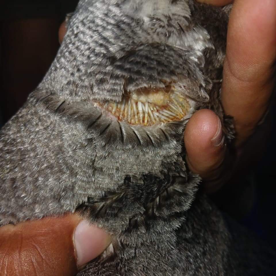 African penguin cut by discarded fishing line