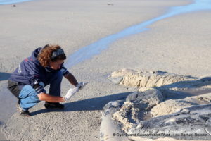 Humpback whale, Stranding, South Africa, Dyer Island Conservation Trust