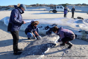 Humpback whale, Stranding, South Africa, Dyer Island Conservation Trust