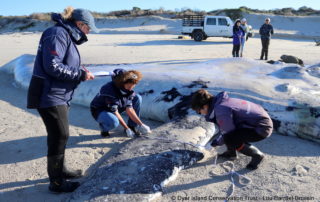 Humpback whale, Stranding, South Africa, Dyer Island Conservation Trust