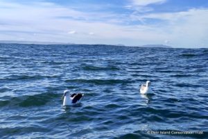 ATAP Receiver deployment, Dyer Island Conservation Trust