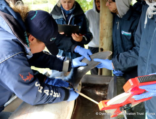 Shortfin Mako Shark Dissection – September 2024