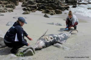 3 20241010 Botstranding Klipgat Img31