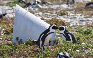 African penguins outside an artificial nest