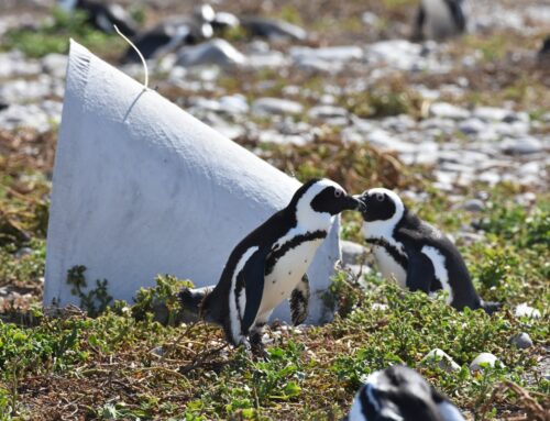 A Milestone for Marine Conservation: Dyer Island Conservation Trust at the WWF Marine OECM Roadmap Handover