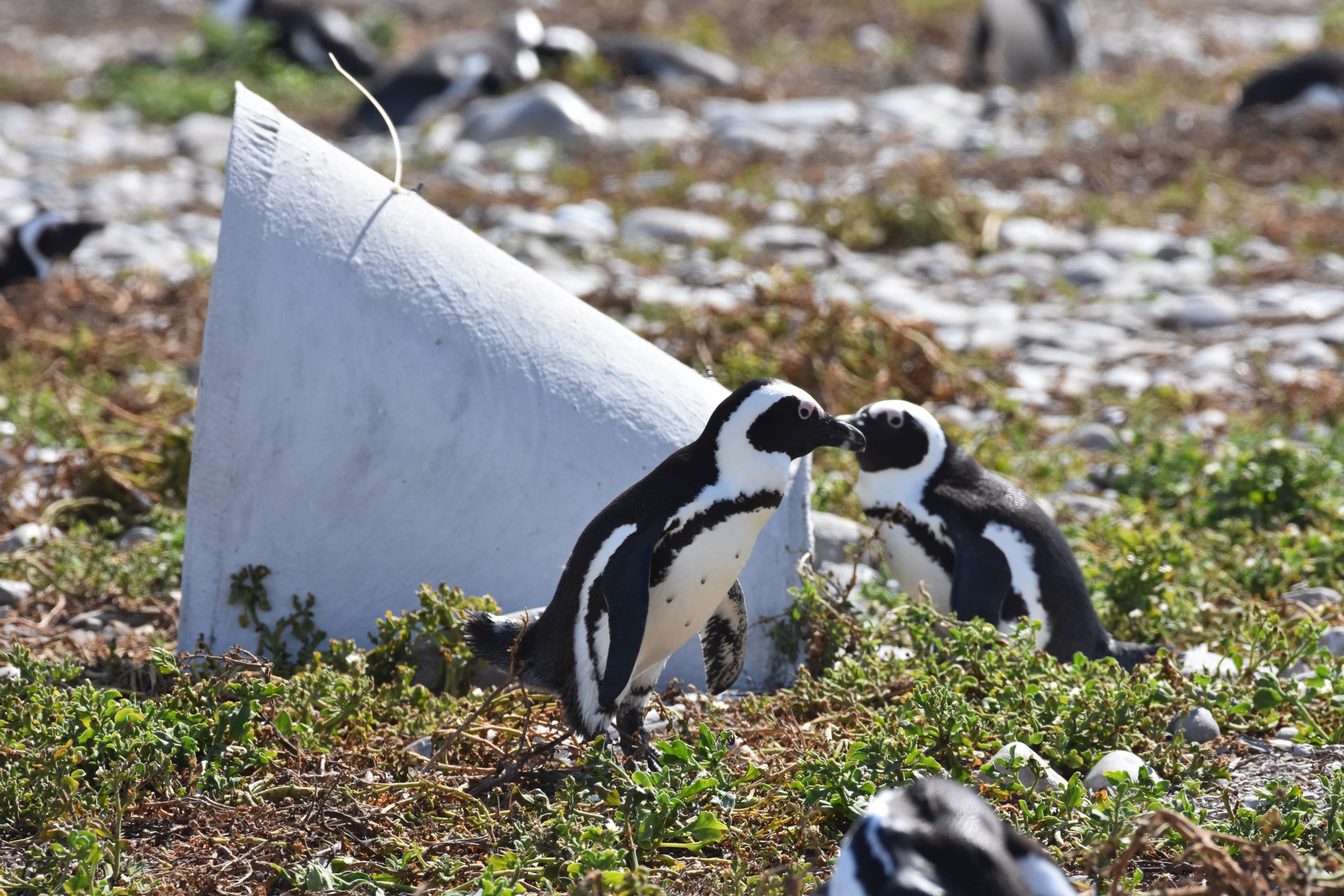 African penguins outside an artificial nest