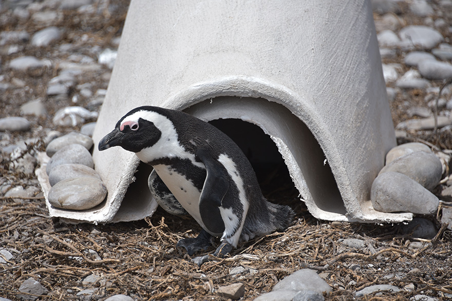 Penguin Penthouse