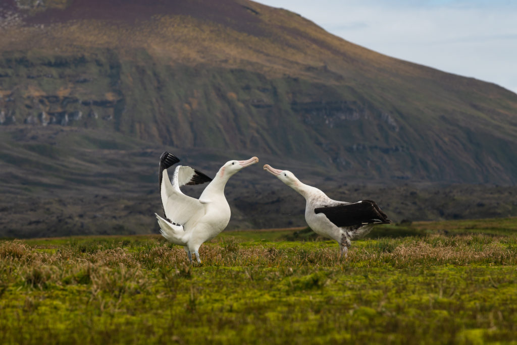 Wandering Albatrosses Marion Island