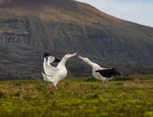 Marine Evening: Saving Marion Island’s Seabirds