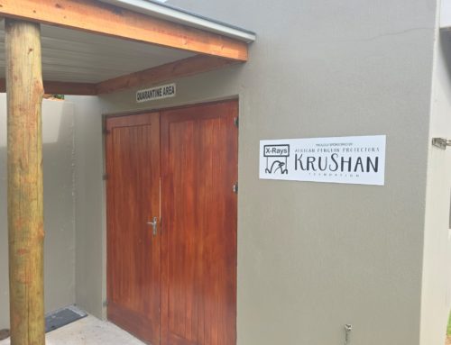 KruShan Foundation: A Lifeline for African Penguins and Seabirds in Gansbaai