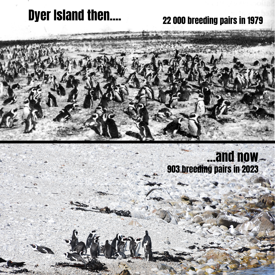 Dyer Island then and now