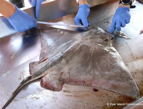 Eagle Ray Dissection – March 2025