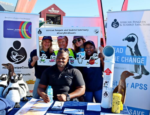 Celebrating World Penguin Day with Purpose: Beach Clean-Up at Hermanus New Harbour