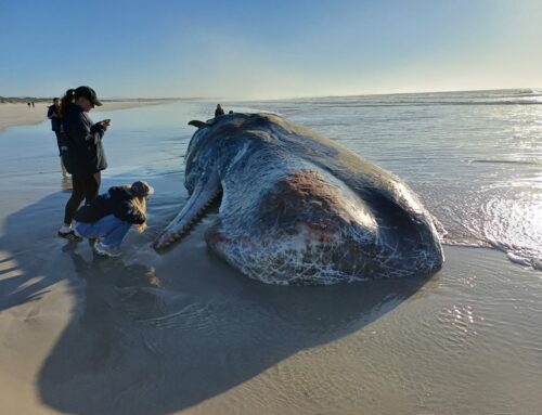 Sperm Whale Stranding in Struisbaai