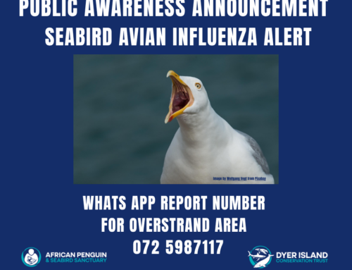 Alert: Avian Influenza (Bird Flu) detected in SEABIRDS