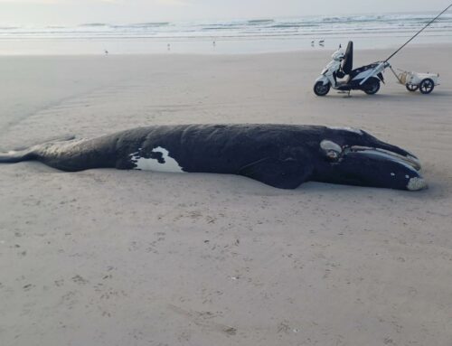 Southern Right Whale Calf Stranding: A Sad Loss, A Vital Opportunity for Science