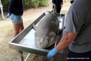 Ragged-tooth shark, Dissection, Necropsy, Dyer Island Conservation Trust