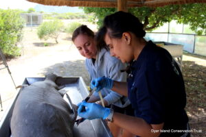 Ragged-tooth shark, Dissection, Necropsy, Dyer Island Conservation Trust