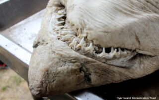 Ragged-tooth shark, Dissection, Necropsy, Dyer Island Conservation Trust