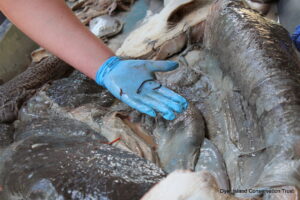 Ragged-tooth shark, Dissection, Necropsy, Dyer Island Conservation Trust