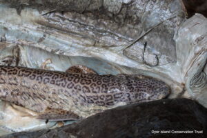 Ragged-tooth shark, Dissection, Necropsy, Dyer Island Conservation Trust