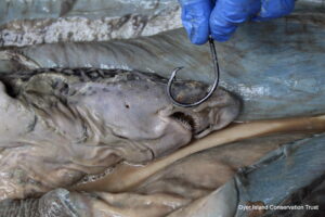 Ragged-tooth shark, Dissection, Necropsy, Dyer Island Conservation Trust