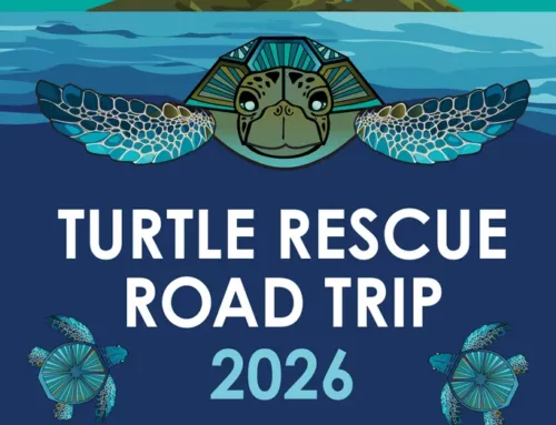 Two Oceans Aquarium Turtle Road Trip 2026 Reaches Gansbaai