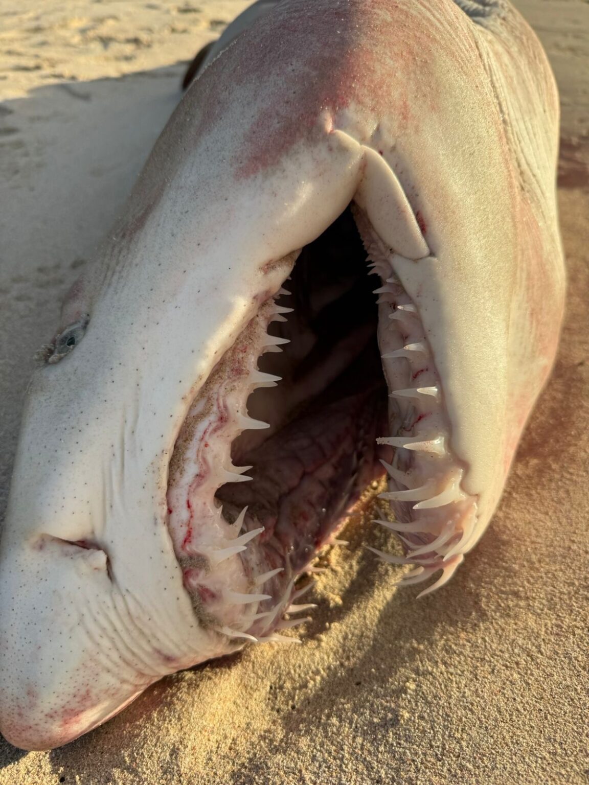 Right Ragged Shark Ragged Tooth Shark Stranding Near Struisbaai: A Bittersweet Outcome ...
