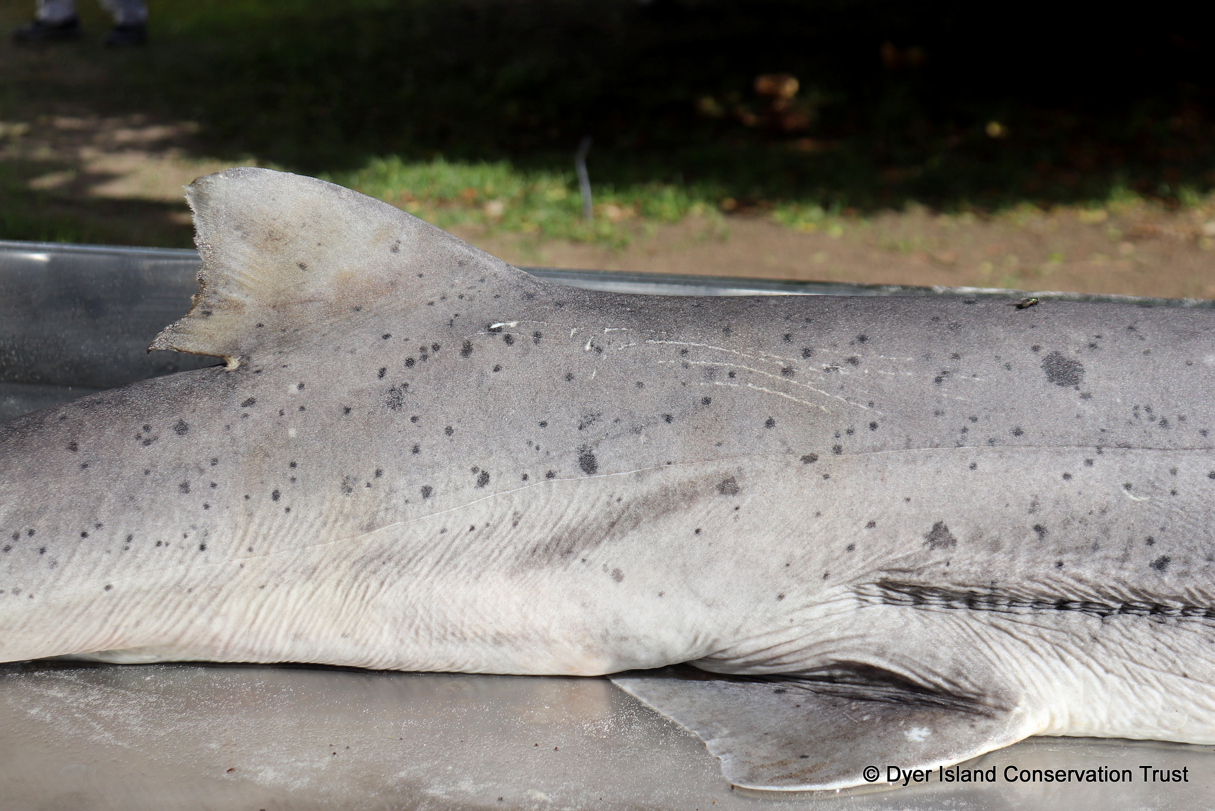 Broadnose sevengill, necropsy, stranding, Gansbaai