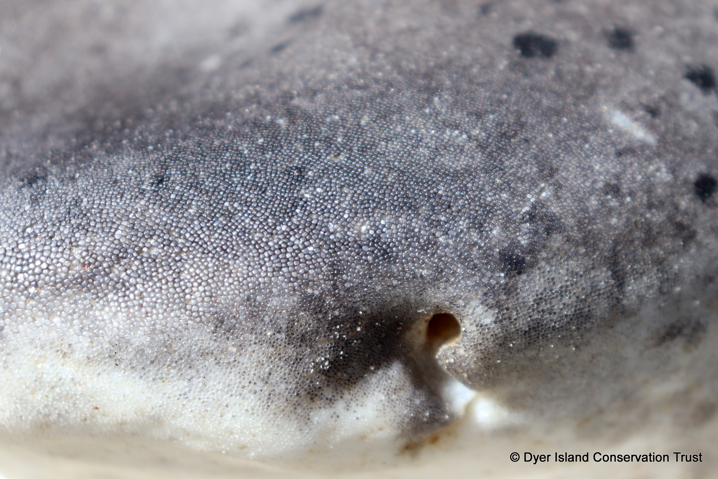 Broadnose sevengill, necropsy, stranding, Gansbaai