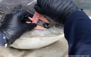 Broadnose sevengill, necropsy, stranding, Gansbaai