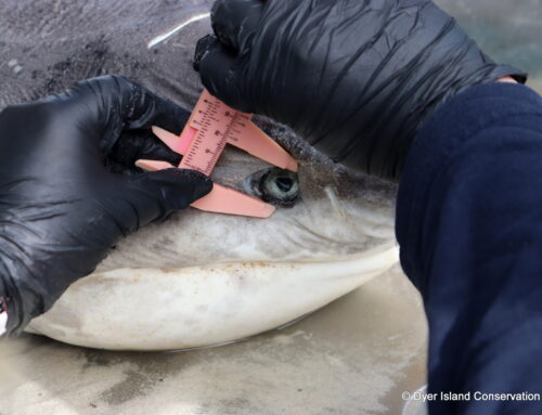 Broadnose Sevengill Shark Necropsy – May 2026