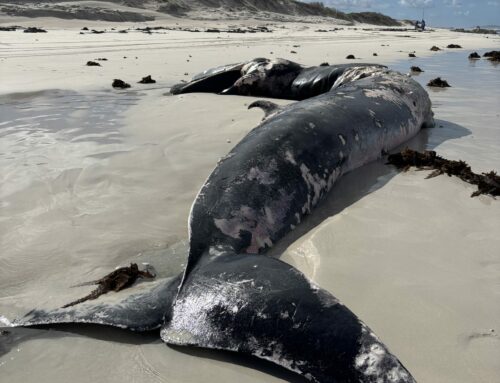 Ship Strike Suspected in Whale Stranding Near Die Dam