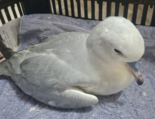 a Visitor from the South.