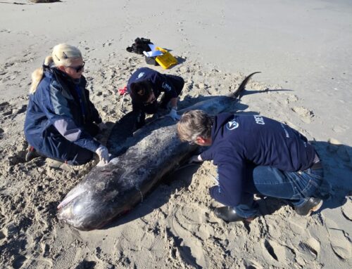 Risso’s Dolphin Stranding Documented Between Hermanus and De Kelders