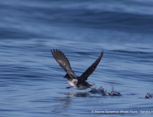 A Tiny Traveller from the Southern Ocean: A Rare Visitor to the Greater Dyer Island Ecosystem