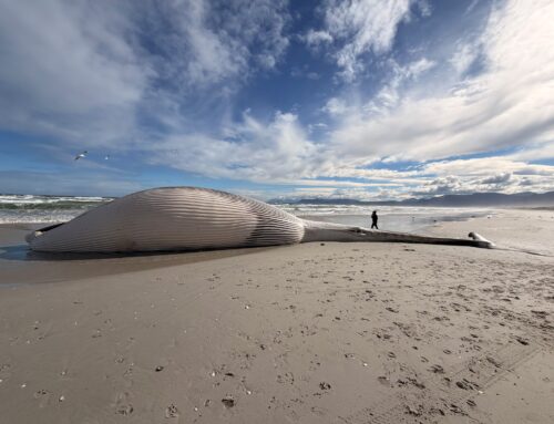 Rare Fin Whale Stranding Recorded Along Greater Dyer Island Coast
