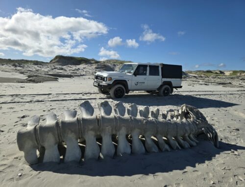 Fin Whale Skeleton Collected for Educational Purposes