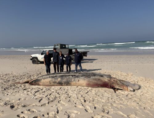 Strengthening marine wildlife stranding response through collaboration