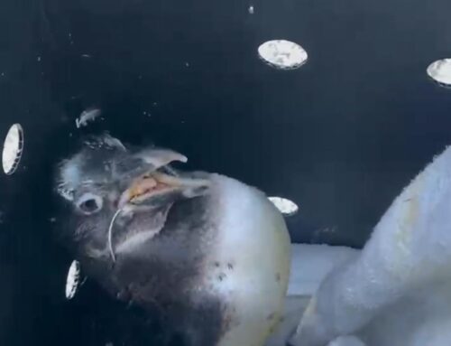Two Struisbaai African Penguins Given a Second Chance