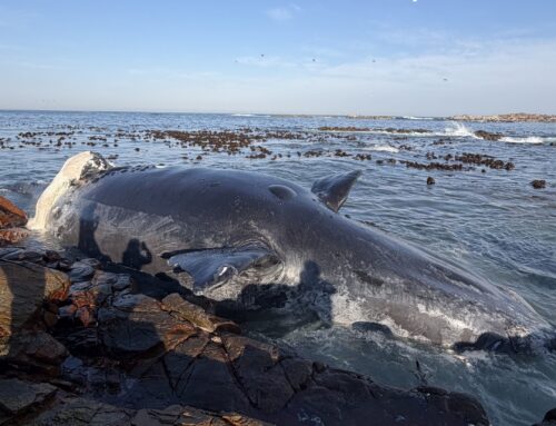 Double Southern Right Whale Stranding in the Greater Dyer Island Ecosystem
