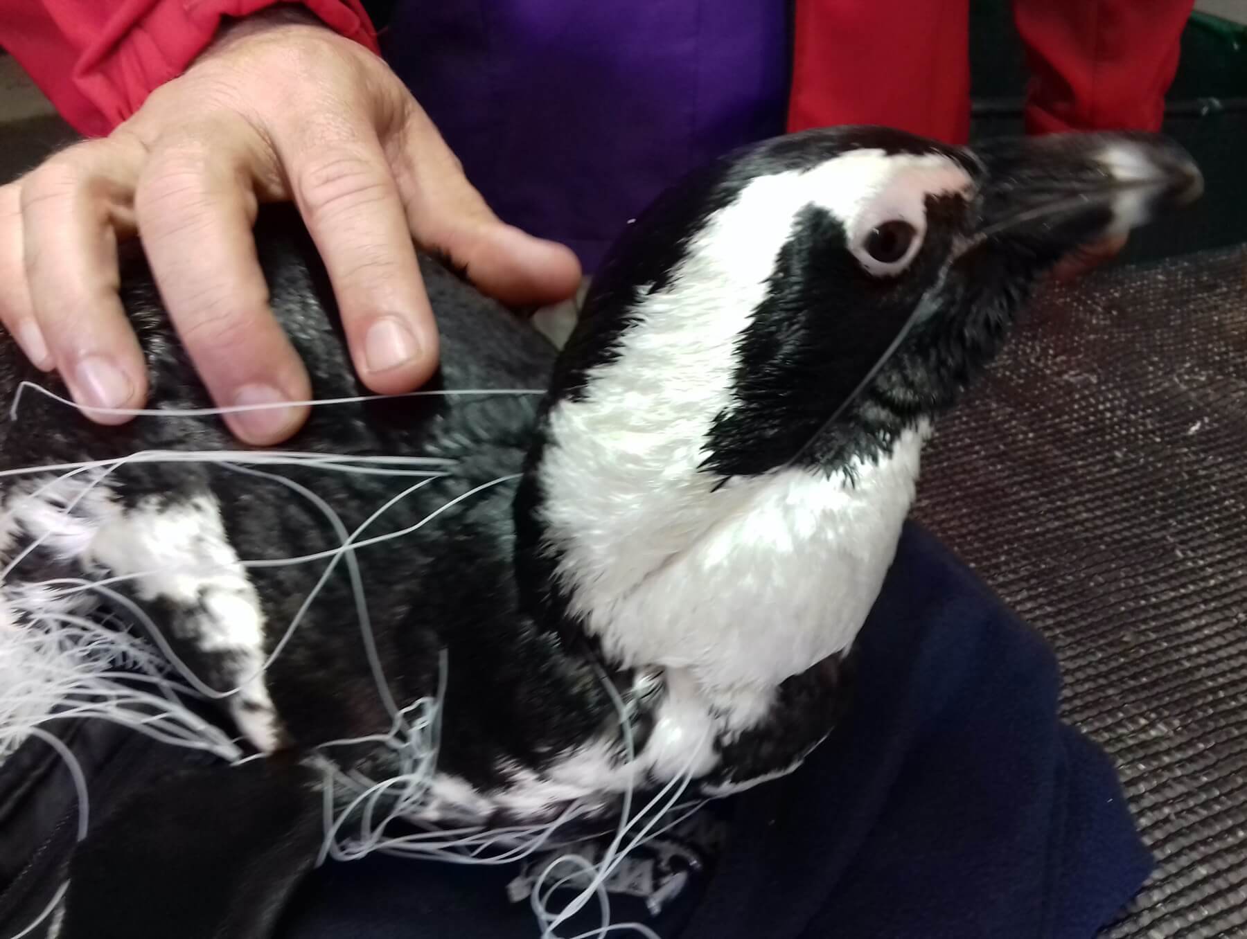 Fishing Line & Penguin, Not A Good Fit