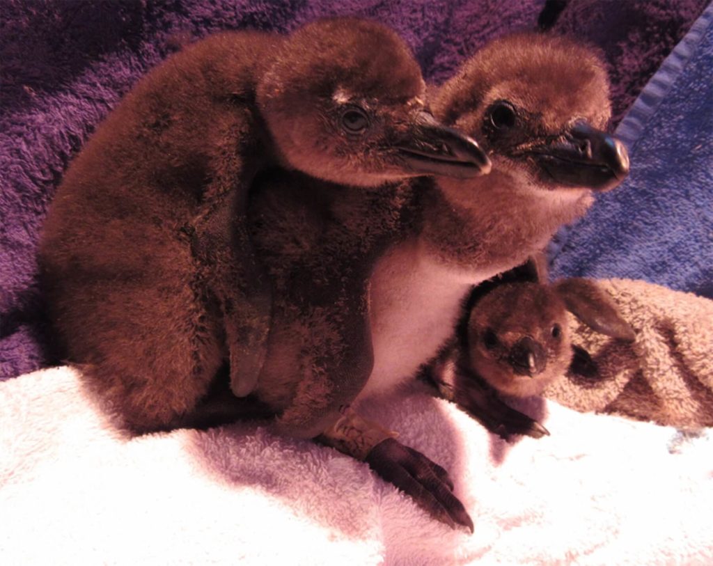 Penguin Chicks, Part Of The Chick Bolstering Project
