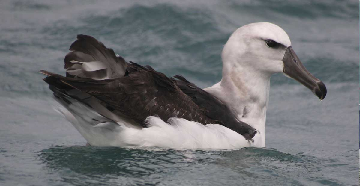 Albatross 2